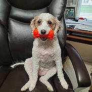 Sophie joined the competition — help win amazing prizes! dog, toy, bone, leather_chair, office_chair, white_dog, brown_dog, curly_fur, pet, indoor, desk, papers, photograph, window, blinds, home_office, sitting, pet_toy, playful, animal