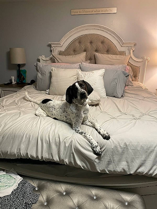 Sadie joined the competition — help win amazing prizes! bed, bed_frame, bedding, bedroom, building, carnivore, comfort, companion_dog, dog, dog_breed, floor, flooring, grey, interior_design, lamp, lighting, linens, pillow, textile, tints_and_shades