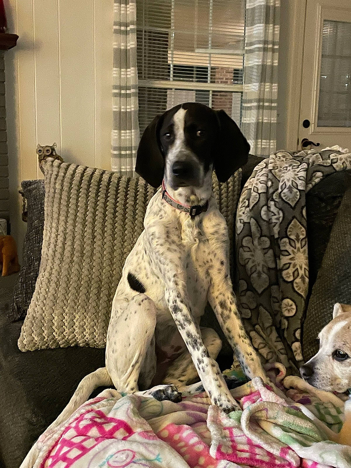 Sadie joined the competition — help win amazing prizes! carnivore, collar, comfort, companion_dog, couch, dog, dog_breed, dog_collar, dog_supply, fawn, flooring, fur, great_dane, gun_dog, home, interior_design, linens, room, sporting_group, working_animal