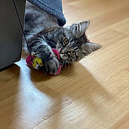 Luna a rejoint le concours — aidez-le/la à gagner de superbes lots ! kitten, cat, toy, playful, floor, wooden_floor, furniture, blue_cloth, paw, claw, animal, pet, indoor, cute, tabby, young_cat, whiskers, ears, clawing, chewing