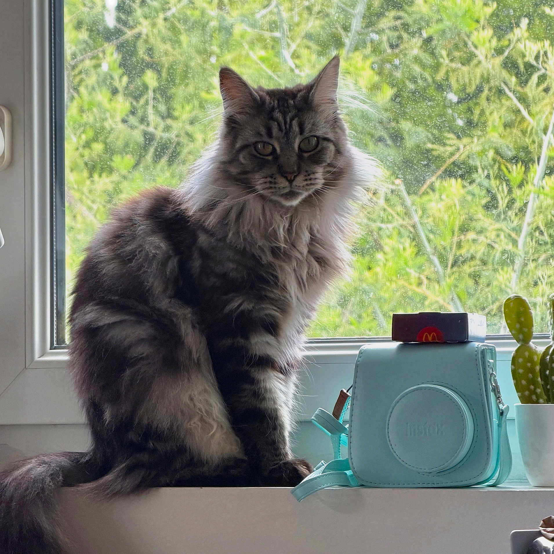 Luna a rejoint le concours — aidez-le/la à gagner de superbes lots ! cat, fluffy, windowsill, window, greenery, plant, cactus, camera_case, instax, box, mcdonalds, indoor, pet, feline, fur, sitting, domestic_animal, natural_light, smudged_window, cozy