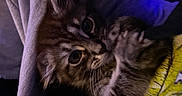 Luna participe au concours pour gagner de l'argent avec cette photo : kitten, cat, animal, pet, fur, whiskers, ears, eyes, closeup, snuggling, fabric, soft, cozy, indoor, portrait, cute, young, mammal, feline, night
