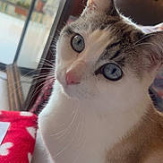 Dina participe au concours pour gagner de l'argent avec cette photo : cat, blue_eyes, curious, indoor, couch, blanket, red_blanket, white_hearts, fur, whiskers, window, natural_light, close_up, pet, animal, domestic_cat, sitting, cozy, home, portrait