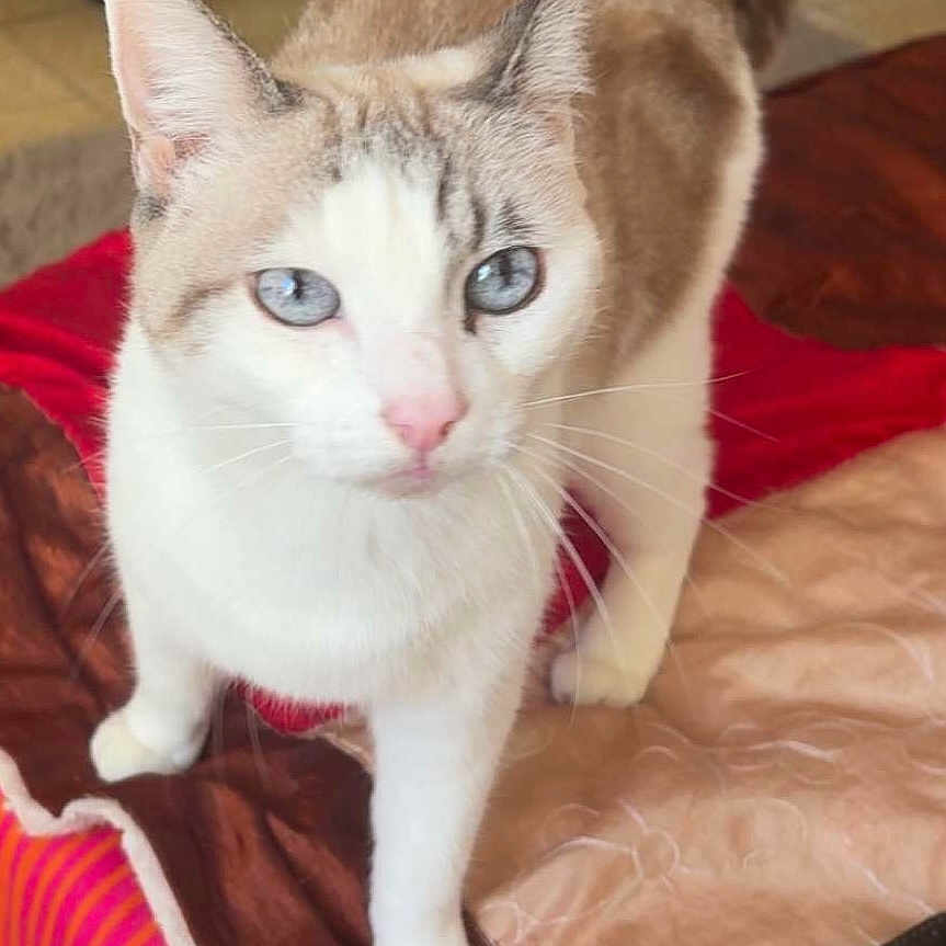 Dina participe au concours pour gagner de l'argent avec cette photo : animal, bedspread, blue_eyes, cat, close_up, curious, domestic_animal, ears, feline, front_leg, fur, home, indoor, looking, mammal, pet, pink_nose, quilt, soft_lighting, whiskers