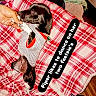 Piper is registered to the contest to win money with this photo: dog, puppy, black_dog, white_paws, plaid_blanket, hand, pet_clothing, indoor, playful, bite, pet, collar, red_and_white, blanket, cute, small_dog, lying_down, human_hand, pet_accessory, domestic_animal