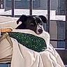 Piper joined the competition — help win amazing prizes! dog, blanket, pillow, chair, window, bars, indoor, resting, black_and_white, patterned, cozy, pet, domestic_animal, fur, snuggled, relaxed, looking_outside, daylight, home, comfort