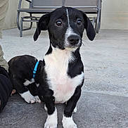 Piper joined the competition — help win amazing prizes! puppy, dog, black_and_white, sitting, outdoor, concrete, curious, pets, animal, collar, bench, companions, young_dog, ears, paw, fur, cute, friendly, alert, playful