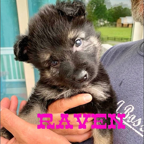 Raven joined the competition — help win amazing prizes! canidae, carnivore, claw, companion_dog, dog, dog_breed, fawn, felidae, fur, gesture, hand, happy, liver, magenta, nail, paw, photo_caption, snout, sporting_group, whiskers