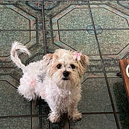 Mochi is registered to the contest to win money with this photo: dog, white_dog, small_dog, bow, pet, indoor, floor, tile_floor, patterned_floor, curled_tail, fur, looking_up, cute, animal, companion, domestic, furniture, table, sofa, pink_bow