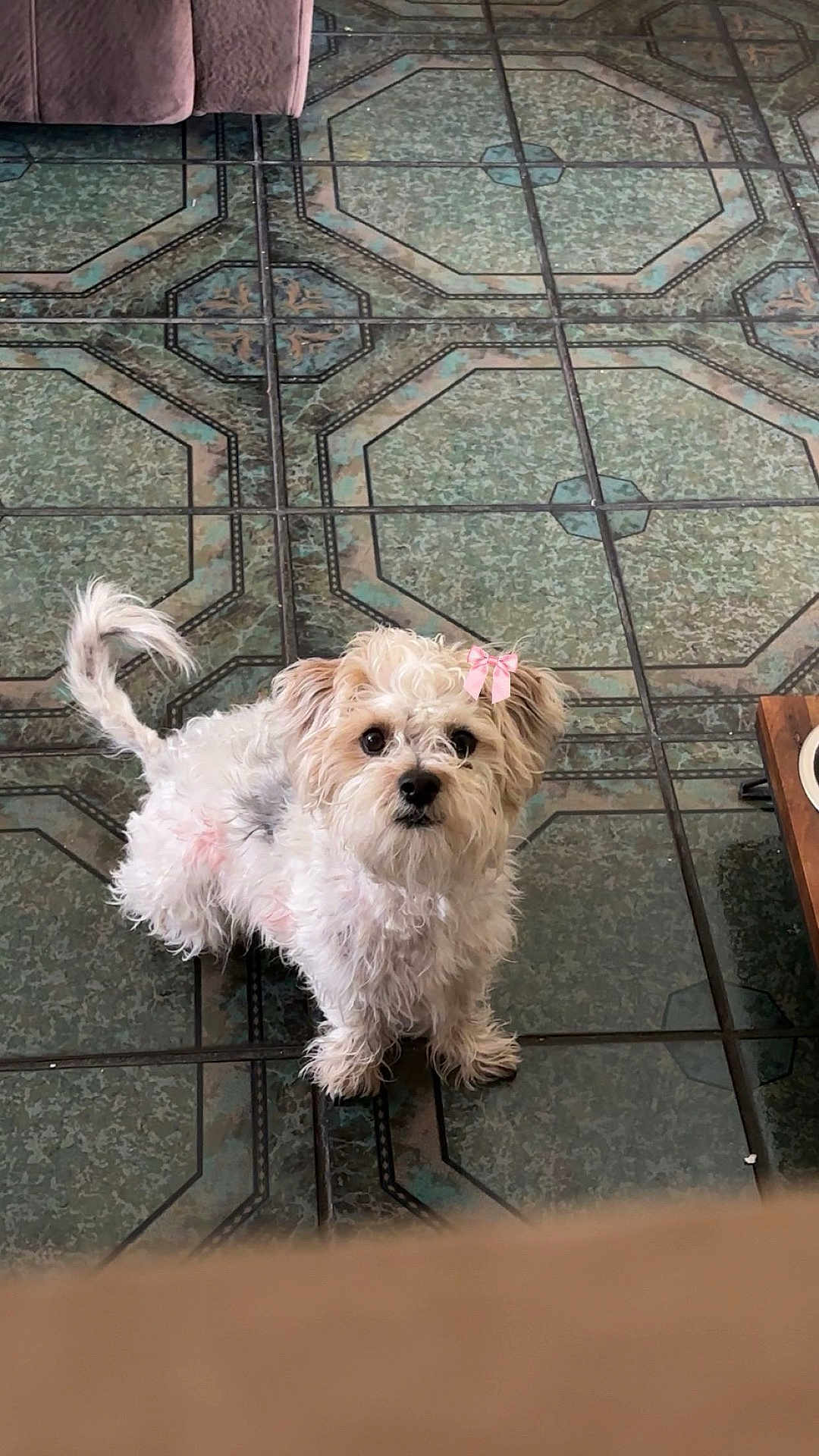 Mochi