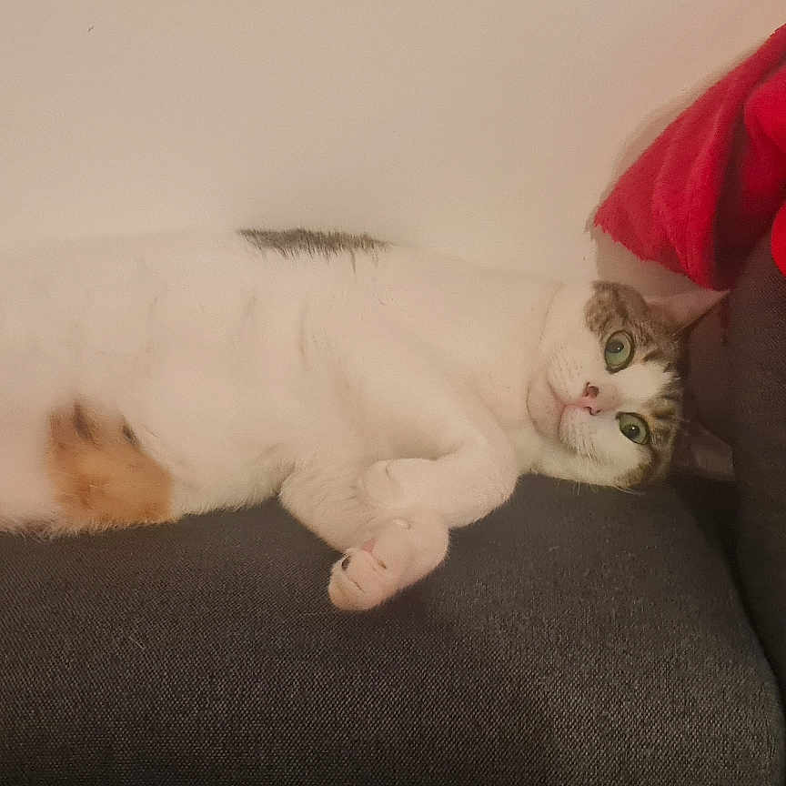 Rebelle a rejoint le concours — aidez-le/la à gagner de superbes lots ! blanket, cat, comfortable, couch, cozy, curious, feline, fur, gray, green_eyes, home, indoor, lying_down, paws, pet, red, relaxed, resting, tabby, white