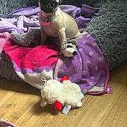 Giovanni joined the competition — help win amazing prizes! animal, blanket, collar, cozy, cushion, cute, dog, domestic_animal, floor, fur, indoor, pet, pink_collar, plush_toy, pug, puppy, resting, stuffed_animal, toy, wooden_floor