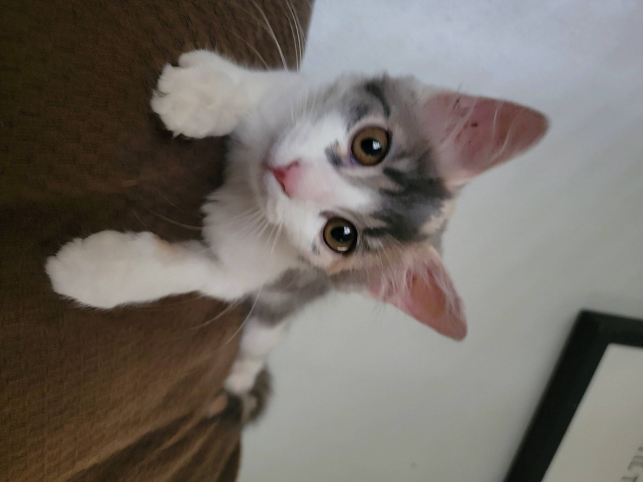 Maddison is registered to the contest to win money with this photo: carnivore, cat, claw, domestic_short_haired_cat, ear, fawn, felidae, fur, paw, small_to_medium_sized_cats, snout, tail, whiskers