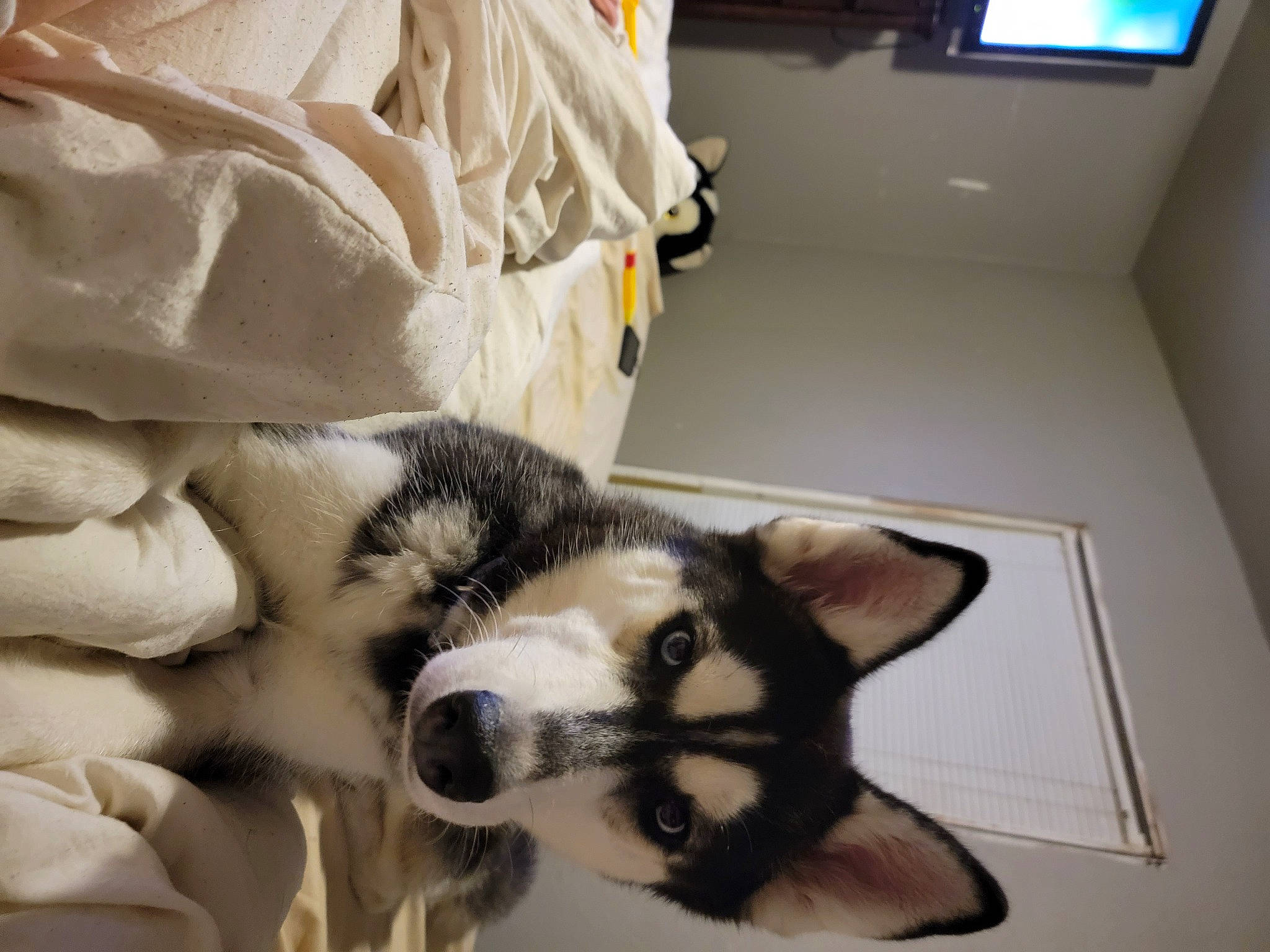 Khaleesi is registered to the contest to win money with this photo: carnivore, comfort, companion_dog, dog, dog_breed, eyelash, fawn, felidae, flooring, fur, room, sled_dog, small_to_medium_sized_cats, snout, textile, whiskers, white, window, wood, working_animal