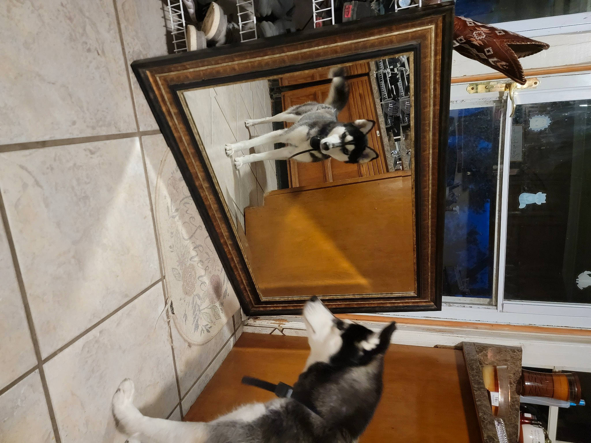 Khaleesi joined the competition — help win amazing prizes! antique, carnivore, companion_dog, dog, dog_breed, domestic_short_haired_cat, fawn, felidae, flooring, fur, hardwood, herding_dog, metal, room, sash_window, small_to_medium_sized_cats, tail, whiskers, window, wood