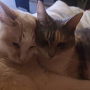 Simba Et Daisy participe au concours pour gagner de l'argent avec cette photo : animal, cat, cats, closeup, companions, cozy, cute, ears, feline, friendship, fur, indoor, pets, resting, sleepy, snuggling, soft, two, warm, whiskers