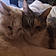 Simba Et Daisy