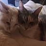 animal, cat, cats, closeup, companions, cozy, cute, ears, feline, friendship, fur, indoor, pets, resting, sleepy, snuggling, soft, two, warm, whiskers