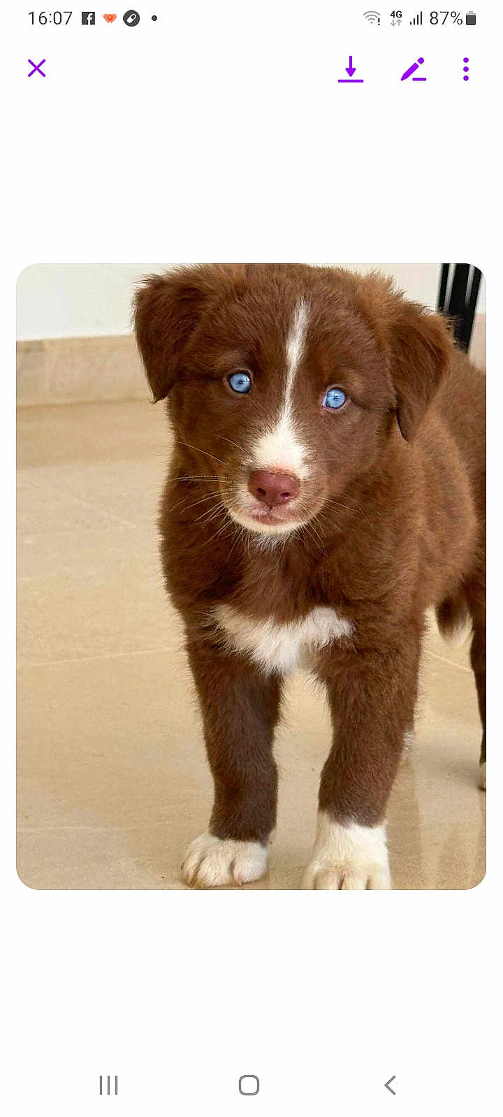 Django a rejoint le concours — aidez-le/la à gagner de superbes lots ! puppy, dog, brown_fur, blue_eyes, white_markings, cute, pet, animal, young, fur, standing, indoors, floor, looking, adorable, canine, small, mammal, domestic_animal, portrait