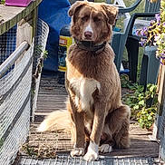 Django participe au concours pour gagner de l'argent avec cette photo : dog, brown_dog, white_paws, sitting, outdoor, deck, wooden_floor, potted_plant, garden_chair, sunlight, collar, fence, plants, nature, pet, animal, canine, leisure, daytime, backyard