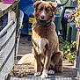 dog, brown_dog, white_paws, sitting, outdoor, deck, wooden_floor, potted_plant, garden_chair, sunlight, collar, fence, plants, nature, pet, animal, canine, leisure, daytime, backyard