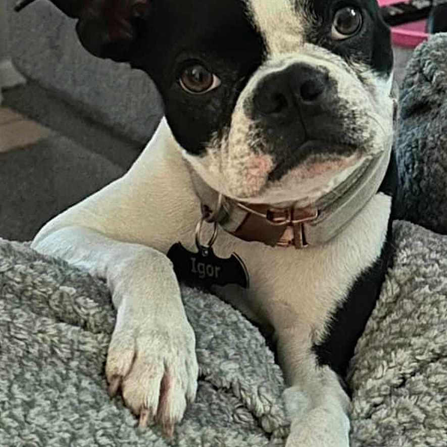 Igor