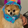 dog, pomeranian, costume, hood, purple, blue, orange, horns, fluffy, pet, animal, cute, indoor, hand, fur, portrait, small_dog, adorable, looking_at_camera, wearing_clothes