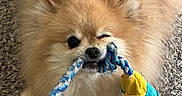 River is registered to the contest to win money with this photo: dog, pomernian, toy, rope_toy, playful, winking, fur, pet, indoor, carpet, animal, cute, small_dog, close_up, face, teeth, chewing, fun, play, pet_toy