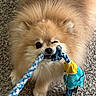 dog, pomernian, toy, rope_toy, playful, winking, fur, pet, indoor, carpet, animal, cute, small_dog, close_up, face, teeth, chewing, fun, play, pet_toy