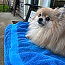 dog, pomeranian, fluffy, pet, animal, outdoor, towel, blue_towel, chair, fur, cute, small_dog, face, eyes, porch, backyard, relaxing, sunlight, domestic_animal, companion