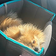 River is registered to the contest to win money with this photo: dog, pomeranian, pet_carrier, sleeping, fluffy, car_interior, sunlight, cozy, resting, animal, fur, nose, seatbelt, soft, travel, companion, cute, pet, relaxation, daylight