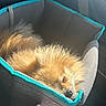 dog, pomeranian, pet_carrier, sleeping, fluffy, car_interior, sunlight, cozy, resting, animal, fur, nose, seatbelt, soft, travel, companion, cute, pet, relaxation, daylight