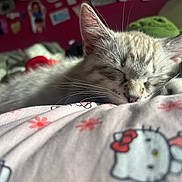 Casper joined the competition — help win amazing prizes! kitten, sleeping, cat, closeup, cute, fur, whiskers, indoors, soft, hello_kitty, pattern, pink, relaxing, animal, pet, cozy, bedroom, blurred_background, rest, comfort