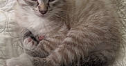 Casper joined the competition — help win amazing prizes! animal, bedspread, cat, cozy, cute, domestic, ears, feline, fur, indoor, kitten, paws, pet, quilt, resting, sleepy, small, striped, tail, whiskers