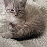 Casper joined the competition — help win amazing prizes! kitten, cat, pet, sleepy, fur, striped, animal, cute, bedspread, quilt, indoor, resting, small, feline, whiskers, ears, paws, tail, cozy, domestic