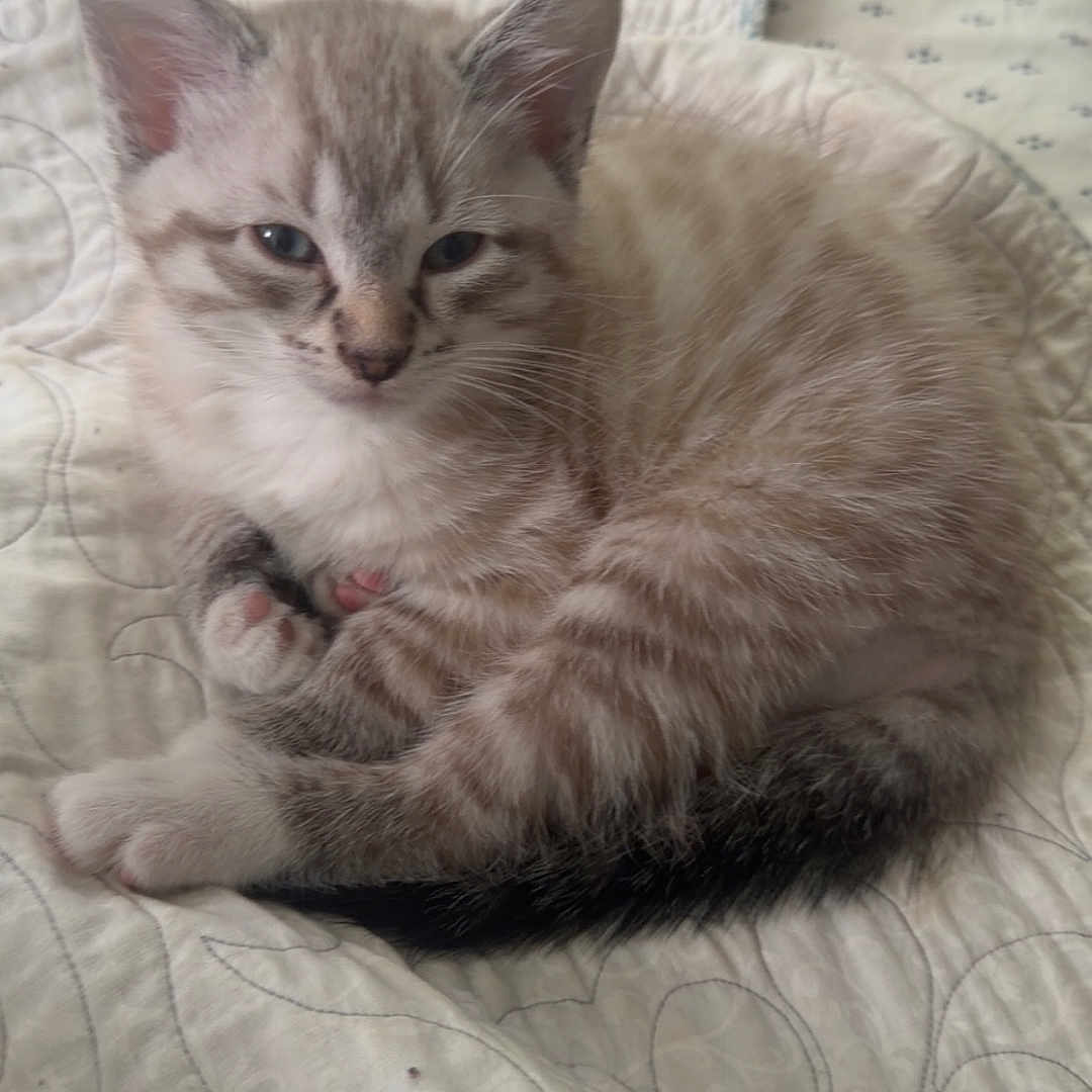 Casper