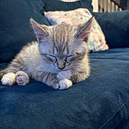 Casper joined the competition — help win amazing prizes! animal, blue_couch, cat, couch, cozy, cute, domestic_animal, feline, fur, home, indoor, kitten, paws, pet, relaxing, resting, sleeping, small, whiskers, young