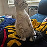 Casper joined the competition — help win amazing prizes! kitten, cat, pet, indoor, blanket, toy, tail, window, blinds, couch, furniture, table, curious, sitting, fur, paw, side_view, cozy, domestic, animal