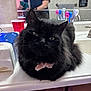 animal, bathroom, black_cat, bow, cat, closeup, counter, cup, cute, domestic, fluffy, fur, indoor, mirror, person, pet, reflection, relaxed, sink, toothbrush
