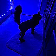 Macijay is registered to the contest to win money with this photo: animal, blue_light, canine, cozy, dark, dog, domestic, ears, evening, floor, furry, home, indoor, mystery, pet, quiet, rug, shadow, silhouette, tail