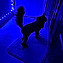 animal, blue_light, canine, cozy, dark, dog, domestic, ears, evening, floor, furry, home, indoor, mystery, pet, quiet, rug, shadow, silhouette, tail