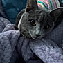 Maya joined the competition — help win amazing prizes! cat, gray_cat, pet, animal, blanket, soft_texture, striped_sweater, indoor, cozy, feline, cute, curious, relaxed, fur, ears, whiskers, resting, closeup, comfort, colorful_clothing
