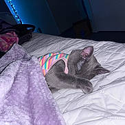 Maya is registered to the contest to win money with this photo: kitten, cat, sleeping, bed, blanket, purple, quilt, striped_shirt, indoor, cozy, cute, pet, nap, feline, fur, animal, resting, soft, quiet, comfort