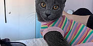 Maya is registered to the contest to win money with this photo: cat, gray_cat, striped_shirt, pet_clothing, indoor, bedroom, person, lap, curious, seated, orange_eyes, wall_art, door, bag, furniture, human_hand, casual, cozy, soft_light, domestic