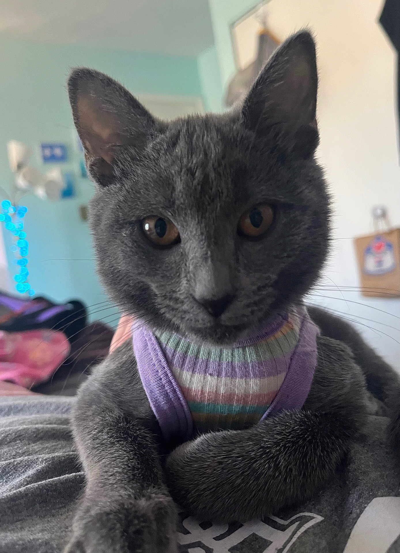 Maya is registered to the contest to win money with this photo: cat, kitten, grey_cat, pet, indoor, close_up, harness, curious, feline, animal, cute, young_cat, whiskers, ears, face, soft_fur, domestic_cat, looking, cozy, background_blur