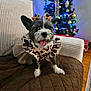 dog, small_dog, leopard_print, dress, bows, ears, couch, brown_quilted, christmas_tree, decorations, ornaments, lights, happy, tongue_out, indoor, floor, rug, furniture, holiday, pet