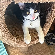 Oreos is registered to the contest to win money with this photo: cat, black_and_white, pet, animal, feline, collar, bell, carpet, cat_tunnel, indoor, curious, paws, closeup, cute, whiskers, yellow_eyes, resting, cozy, fur, domestic_cat