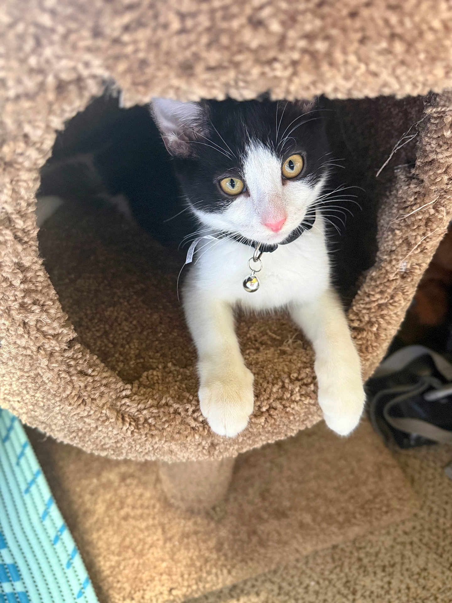 Oreos is registered to the contest to win money with this photo: cat, black_and_white, pet, animal, feline, collar, bell, carpet, cat_tunnel, indoor, curious, paws, closeup, cute, whiskers, yellow_eyes, resting, cozy, fur, domestic_cat