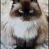 cat, fluffy, long_hair, blue_eyes, sitting, pet, animal, portrait, indoors, rug, carpet, patterned_background, cream_fur, dark_face, pointed_ears, whiskers, front_view, calm, cute, photography