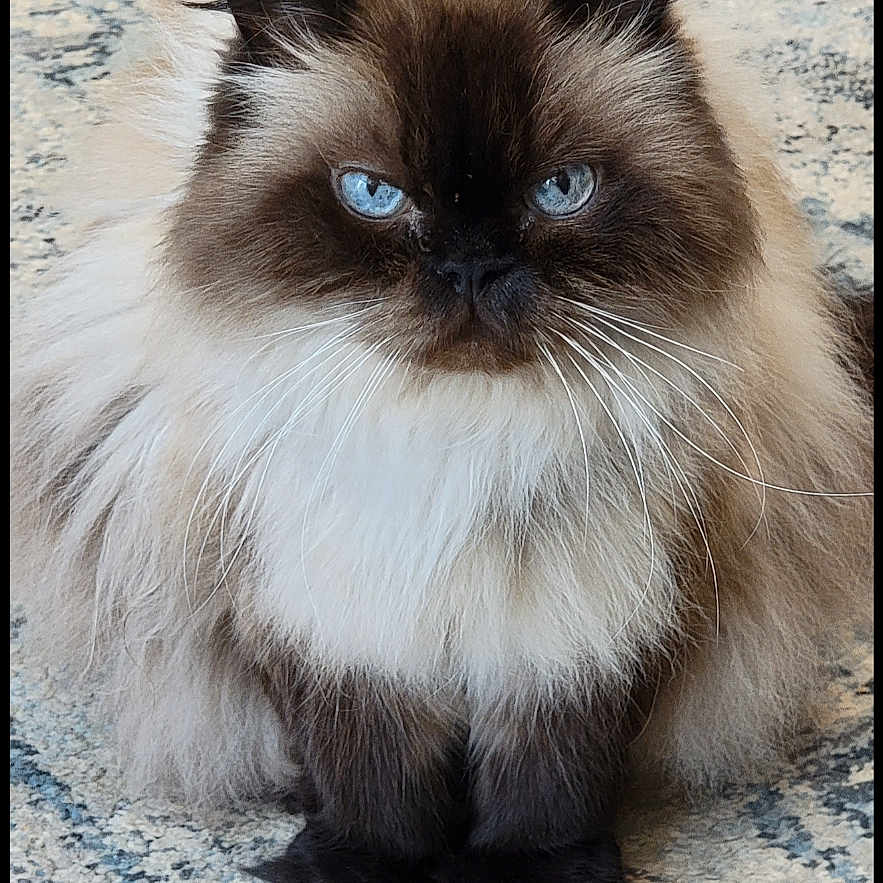 Sage is registered to the contest to win money with this photo: cat, fluffy, long_hair, blue_eyes, sitting, pet, animal, portrait, indoors, rug, carpet, patterned_background, cream_fur, dark_face, pointed_ears, whiskers, front_view, calm, cute, photography